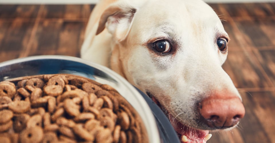 15 alimentos que tu perro NO debe comer featured image