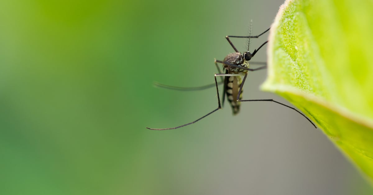 5 tips para protegerse de los mosquitos