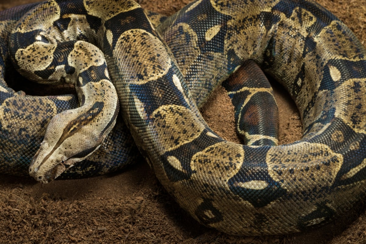 Curioso: hallan gigantesca serpiente en selva del Caribe y usan excavadora para levantarla (Video)