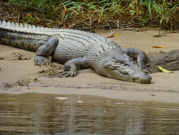 A man is eaten alive by a crocodile in Tamaulipas (VIDEO)