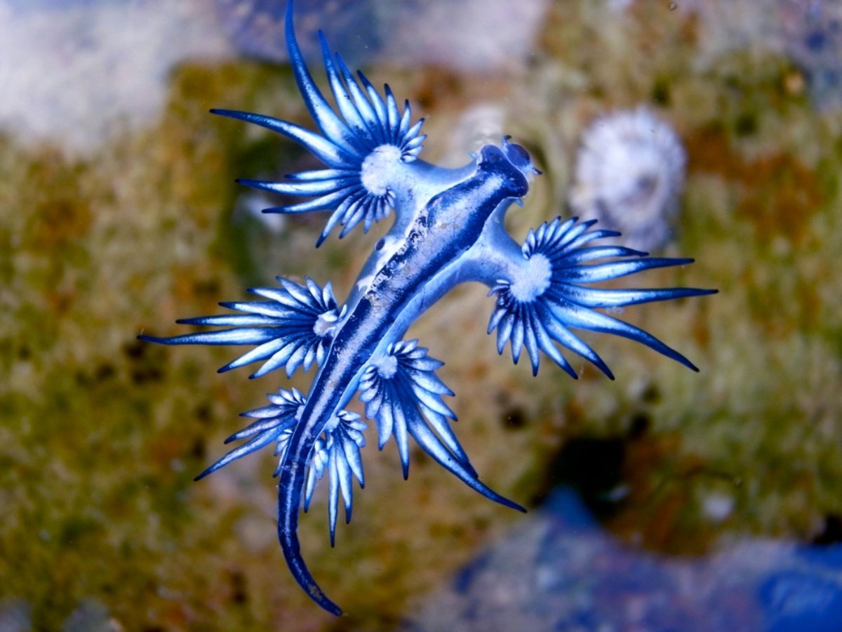 dragones azules
