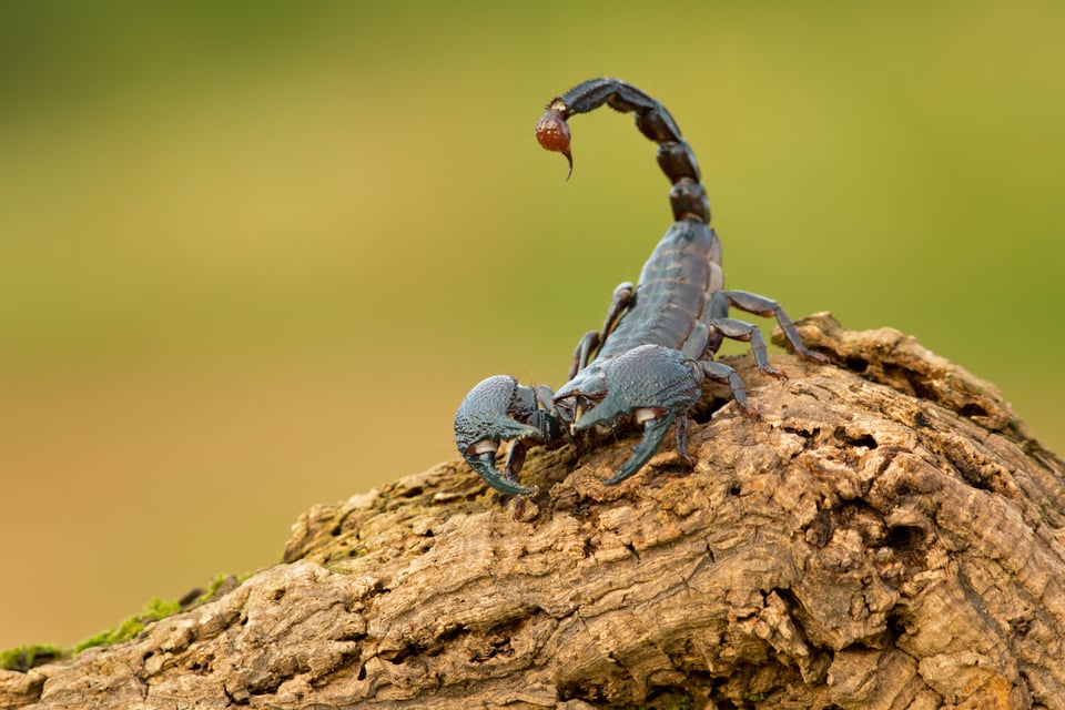 Ovid's pet that was confiscated