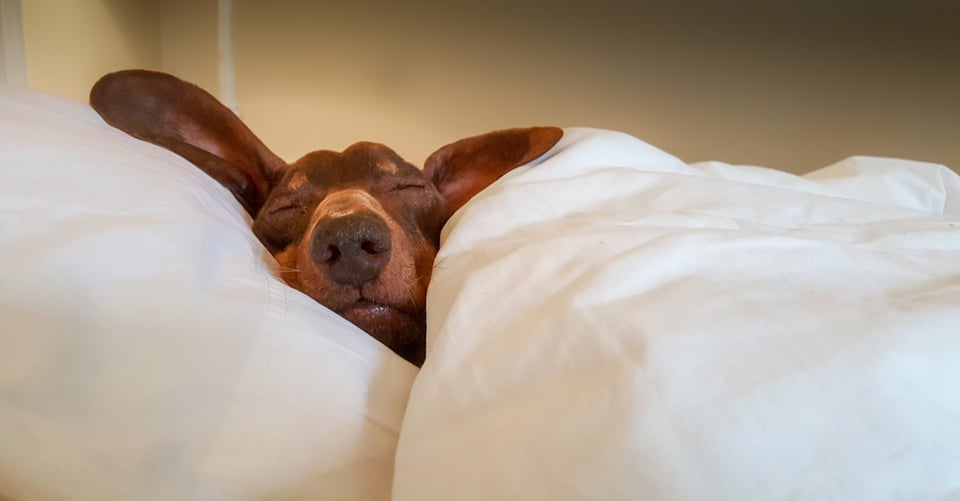 Exploración canina: Cómo elegir al perro adecuado para tu familia