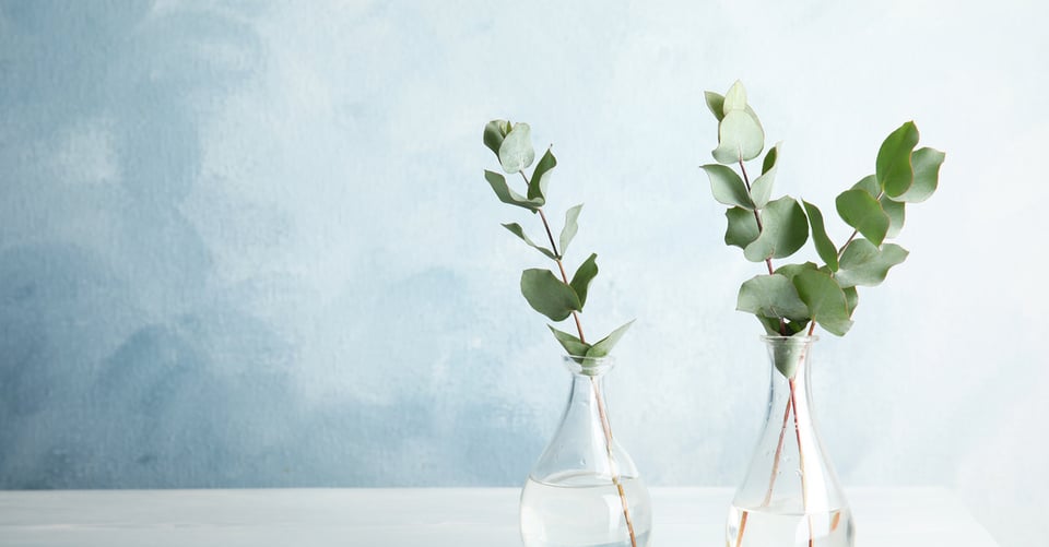 Plantas de eucalipto, que se emplean para los mosquitos