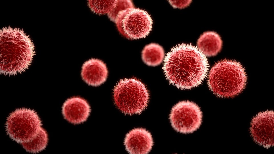 germen, virus, salud, enfermedad, MundoNOW