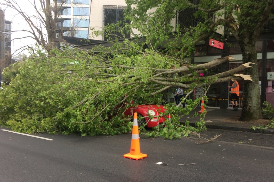 Cayó un árbol sobre camioneta en movimiento y dejó un muerto y dos heridos