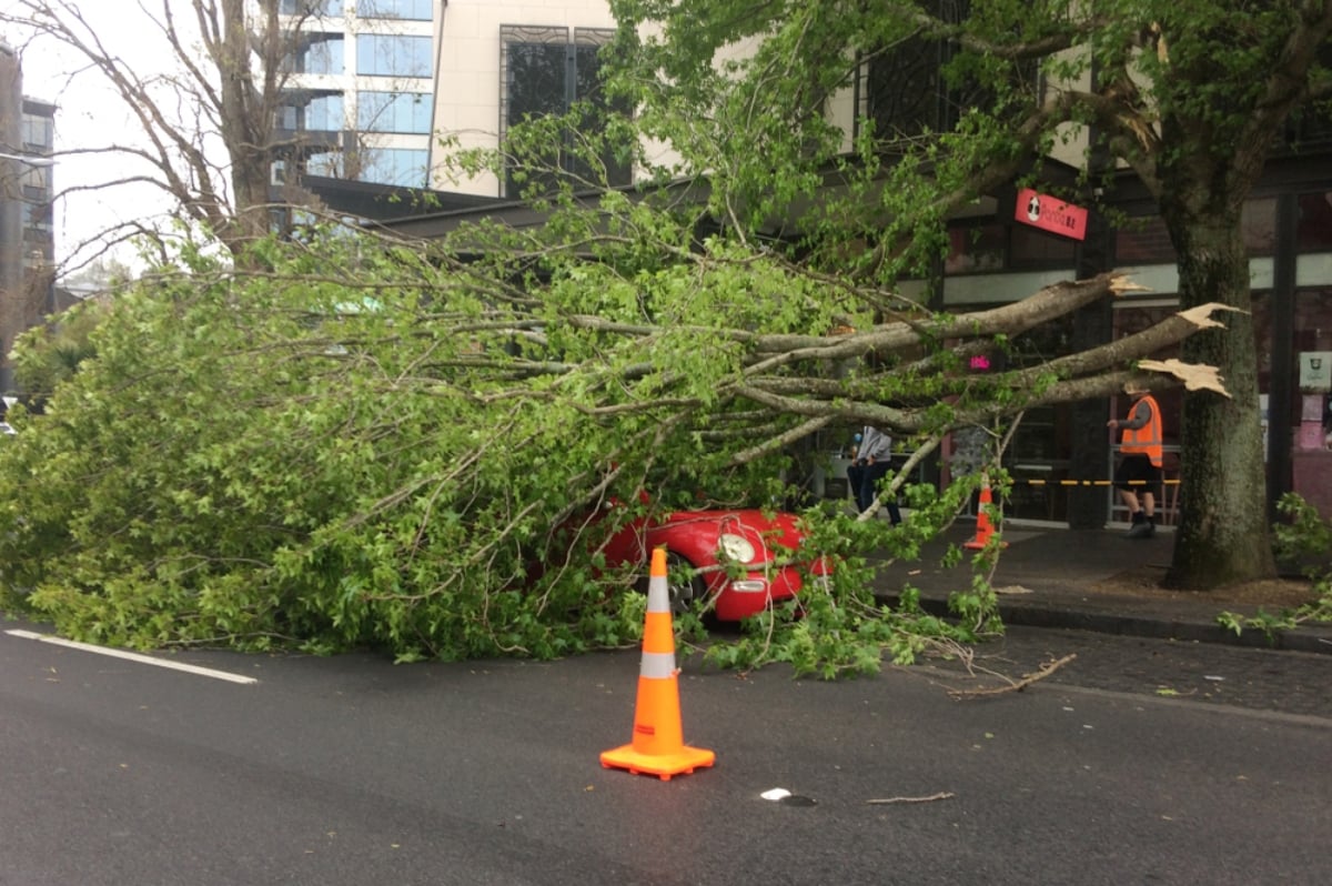 árbol cayó sobre camioneta