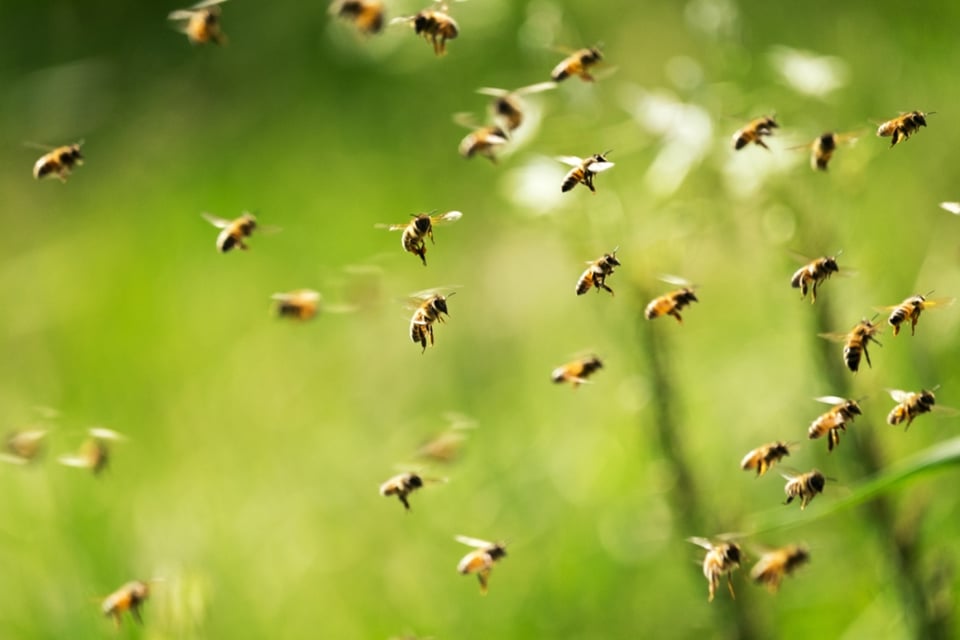 Franco Galván muere por ataque masivo de abejas mientras podaba un árbol