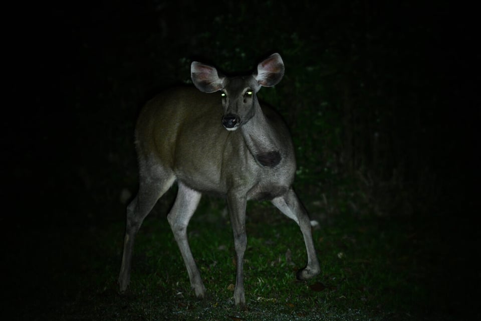 animals, look, darkness, animal, wild