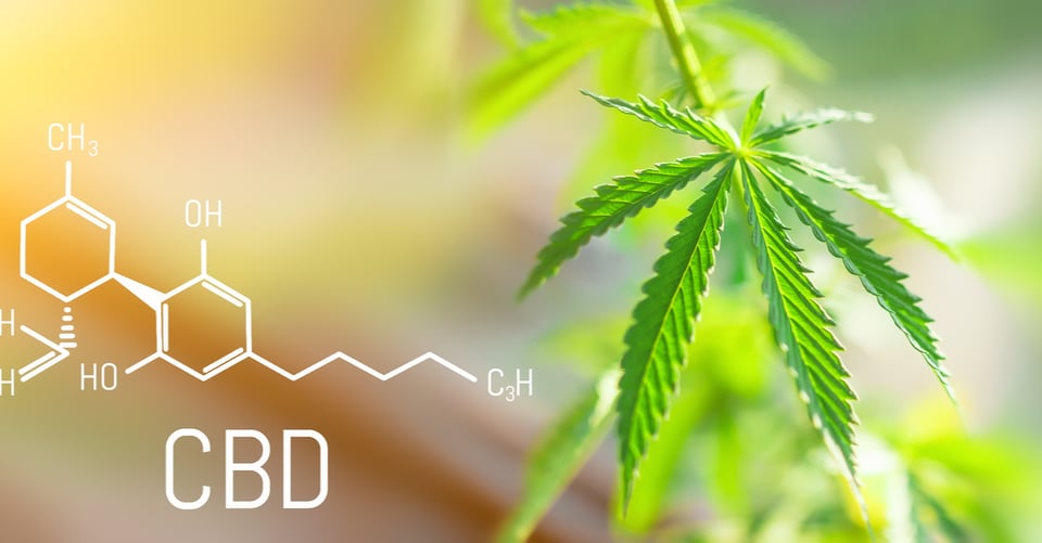 CBD: 15 increíbles beneficios que cambiarán tu vida featured image