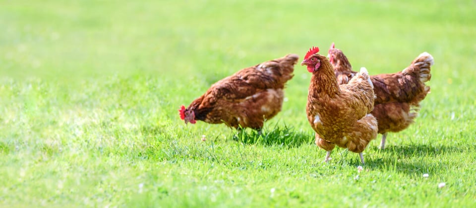 gallinas, granja, vecinos, coraje, cacareos