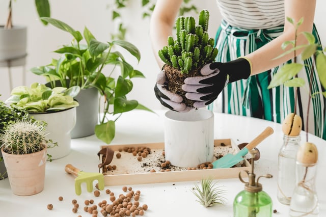 4 tips for growing plants and gardens at home