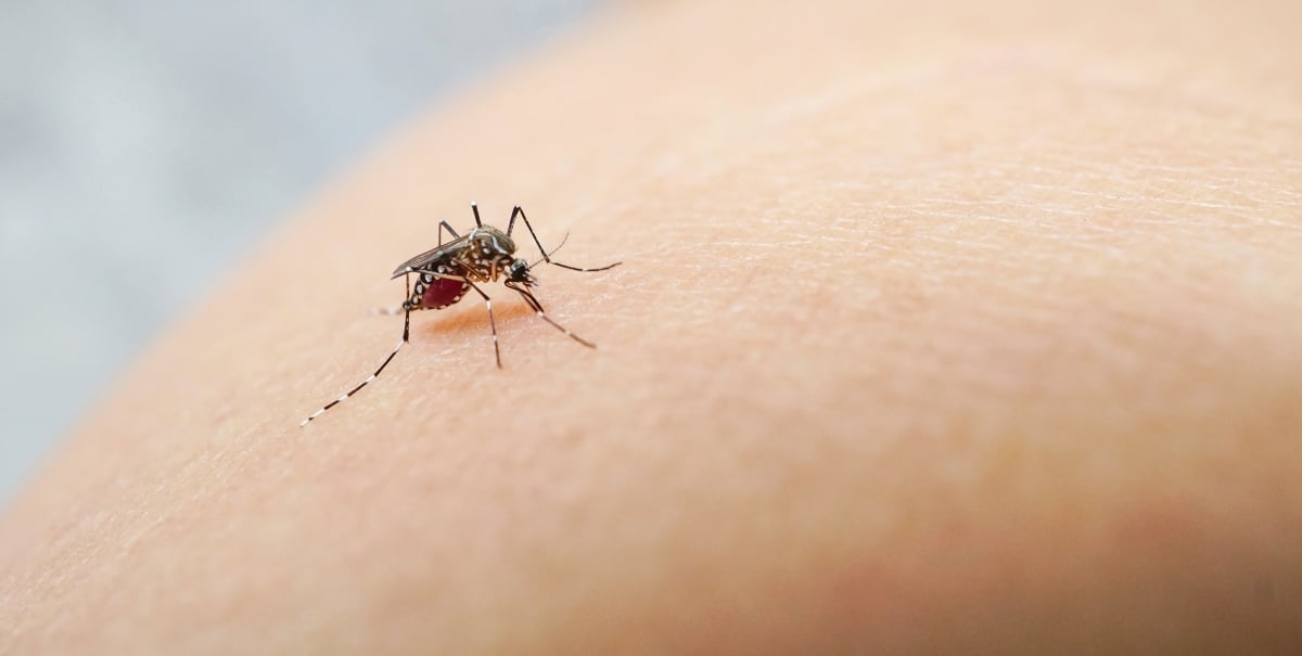 Dengue alert, disease, Florida, alert, health- dengue, enfermedad, Florida, alerta, sanitaria