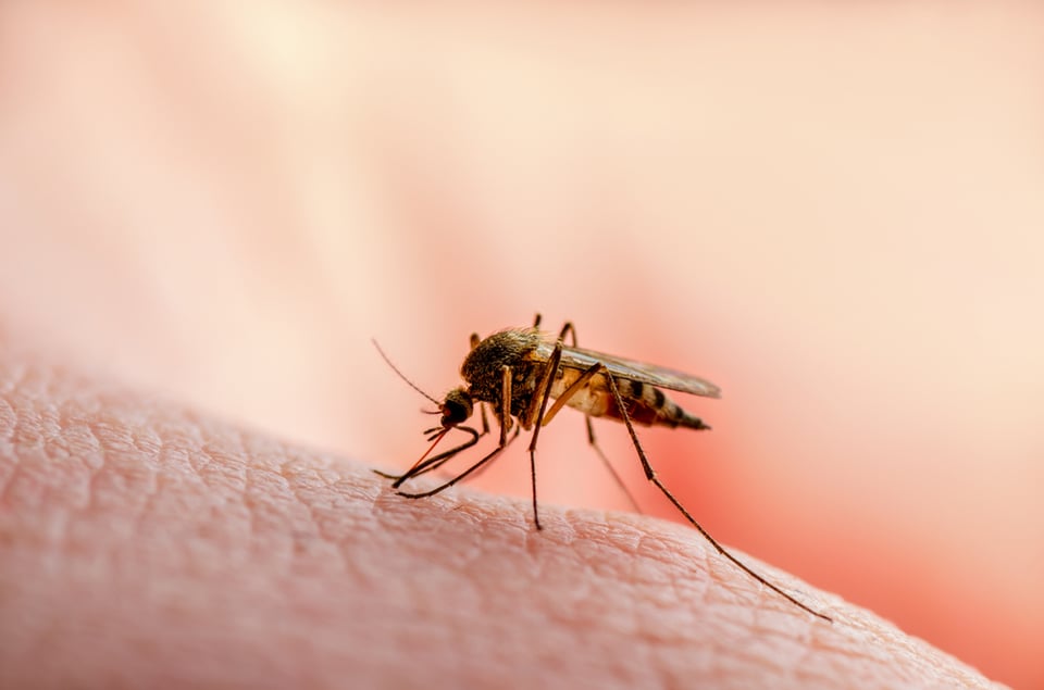 Aumentan casos de malaria en Florida