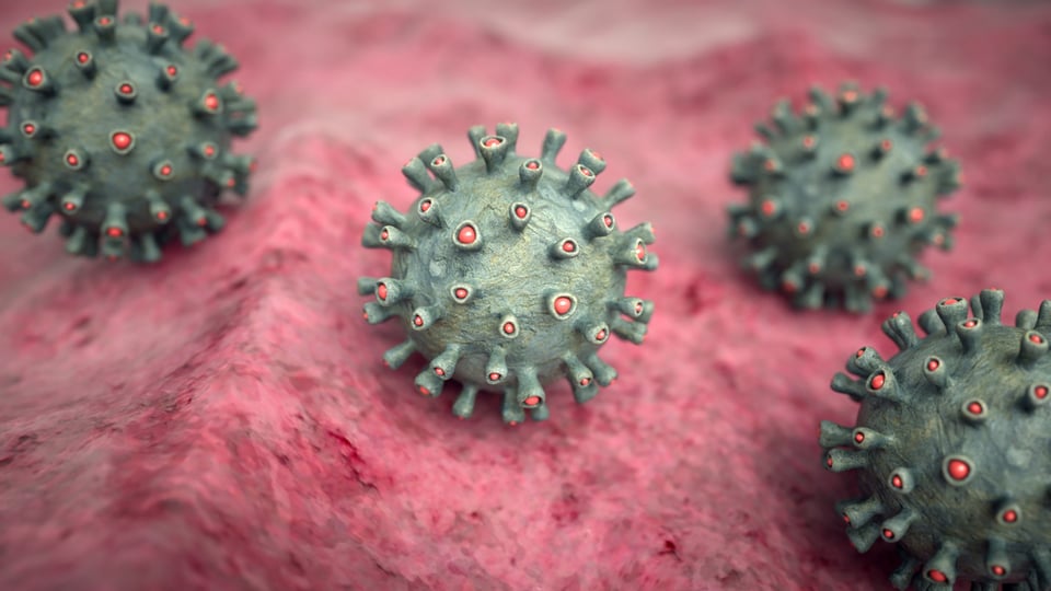 The Marburg virus