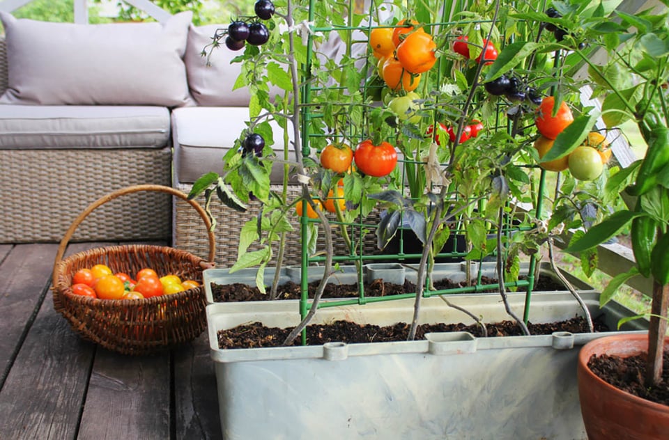 Contenedor, jardinería, urbano, granja, alimentos.