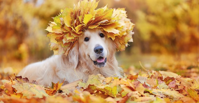 ¡Thanksgiving para perros! 10 recetas para que ellos celebren este día