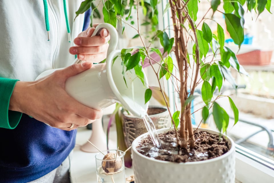 consejos de jardinería, riego, interior, hogar, plantas