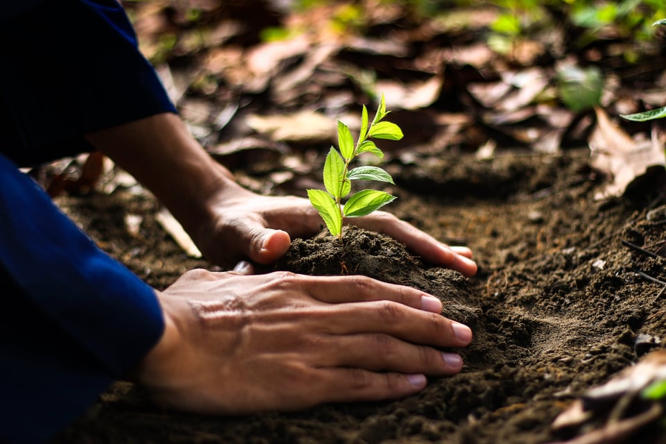 día internacional del medio ambiente