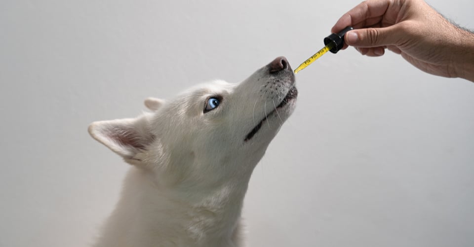 CDB para mascotas: 10 beneficios para tus amigos peludos featured image
