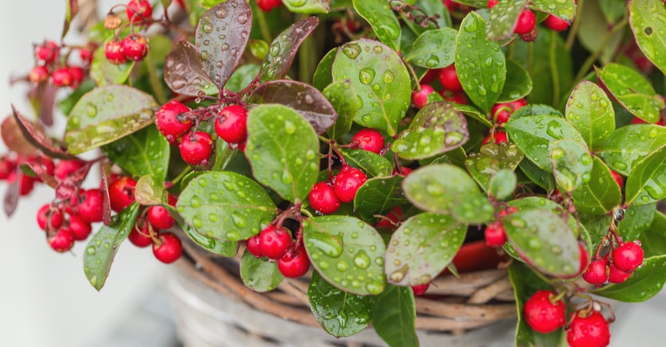 Saca el aguijón de tu jardín: 10 plantas repelentes de avispas