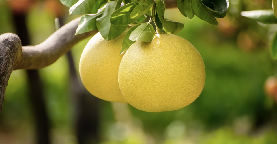 ¿Qué es la fruta pomelo y por qué debería comer una?