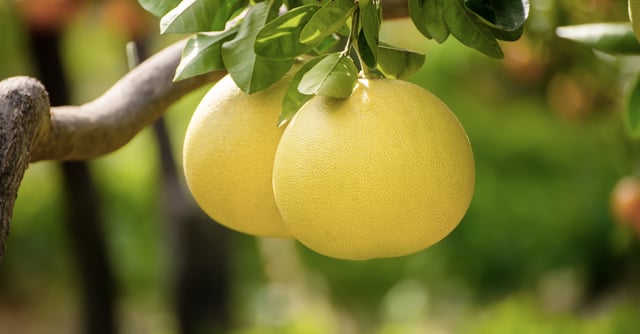 ¿Qué es la fruta pomelo y por qué debería comer una?