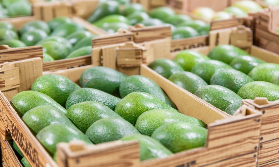 EEUU suspende importaciones de aguacate mexicano por amenaza a inspector