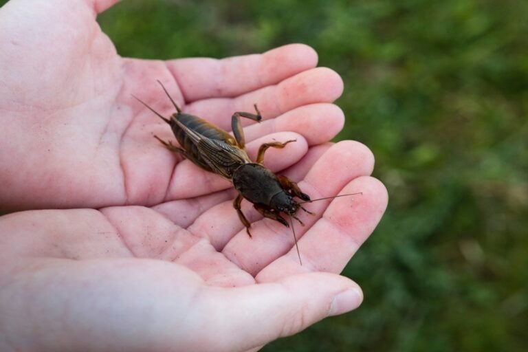 Reportan plaga de grillos y temen que sea un ¿presagio del fin del mundo?