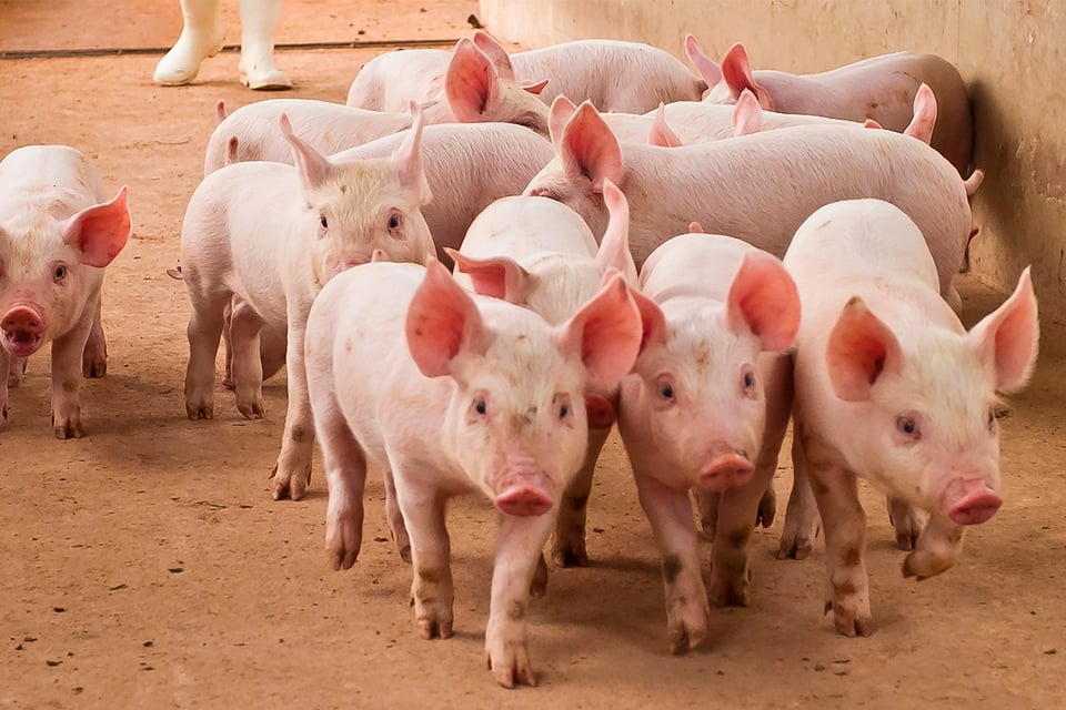 Argentina: Se vuelca camión con cerdos y se roban a los animales