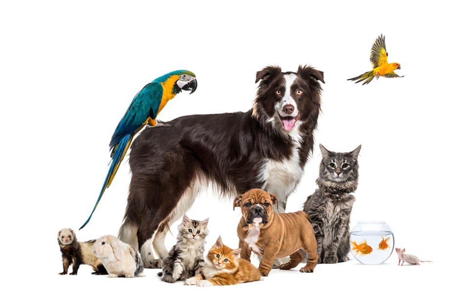 Essential pet care tips every owner should know