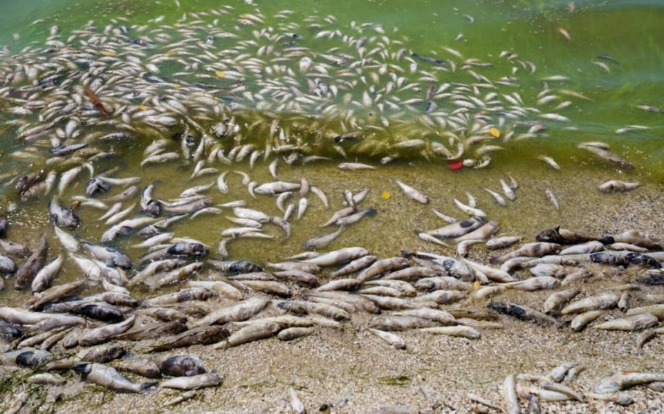 Curioso: ¿Nueva señal divina? Miles de peces aparecen muertos en plena costa (VIDEO)