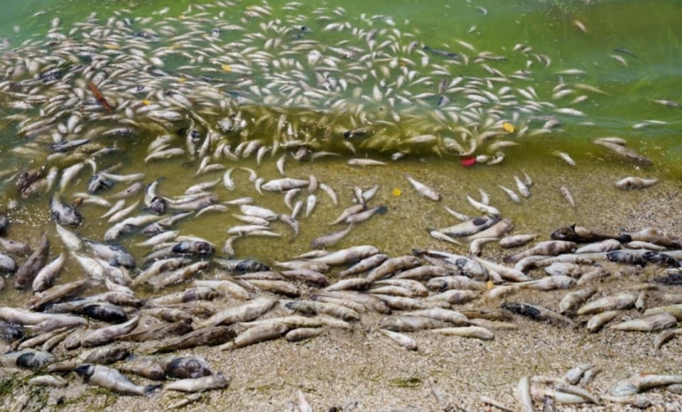 CURIOSO: Extraño evento meteorológico en Texas desata lluvia de peces