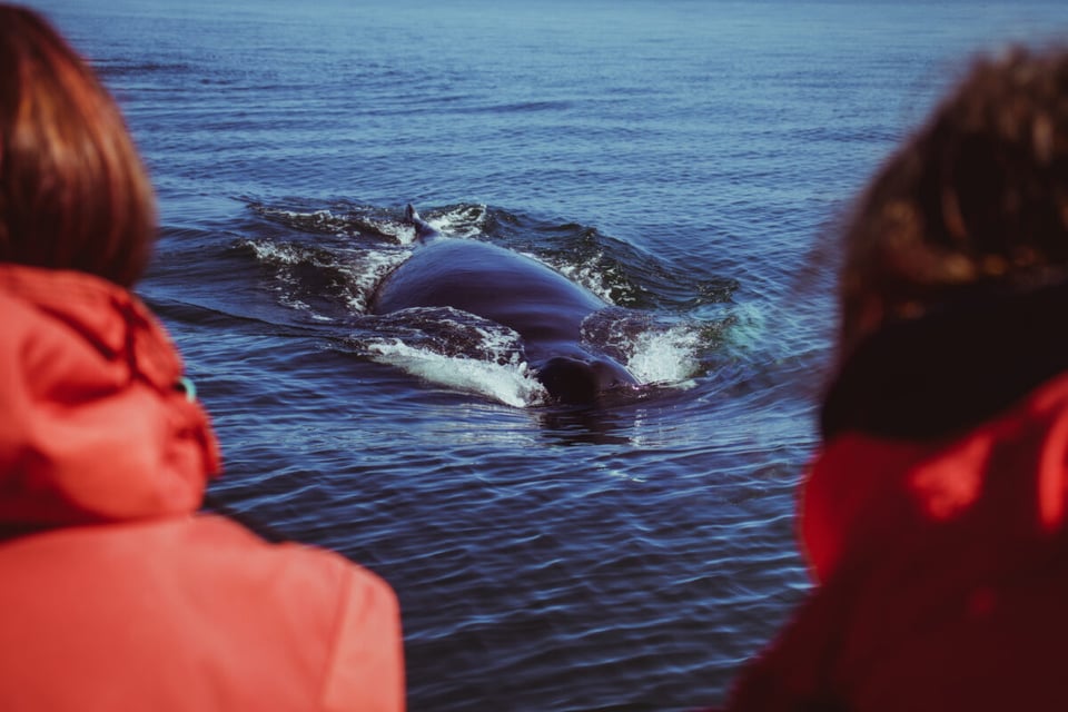 Australia, Tragedia marítima, Ballena, Accidente de bote, MundoNOW