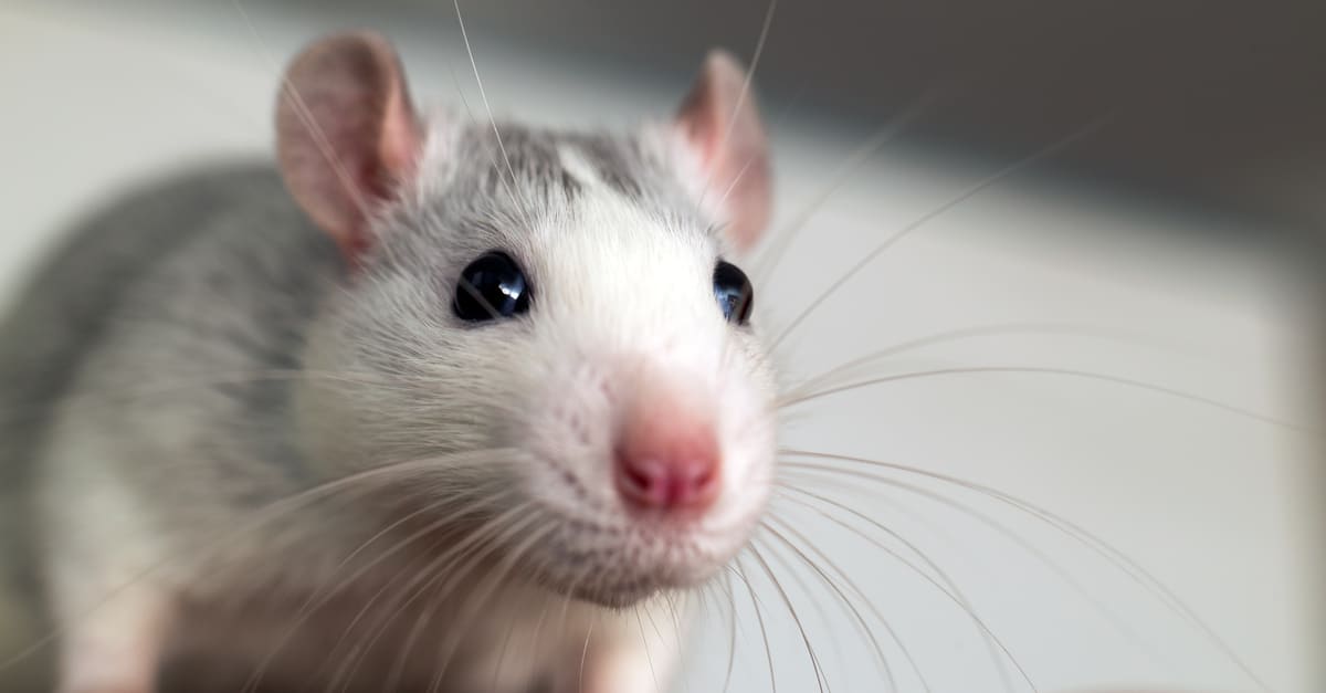 How To Get Rid Of Mice Naturally: 10 Sure Ways To Keep Your Home Pest Free