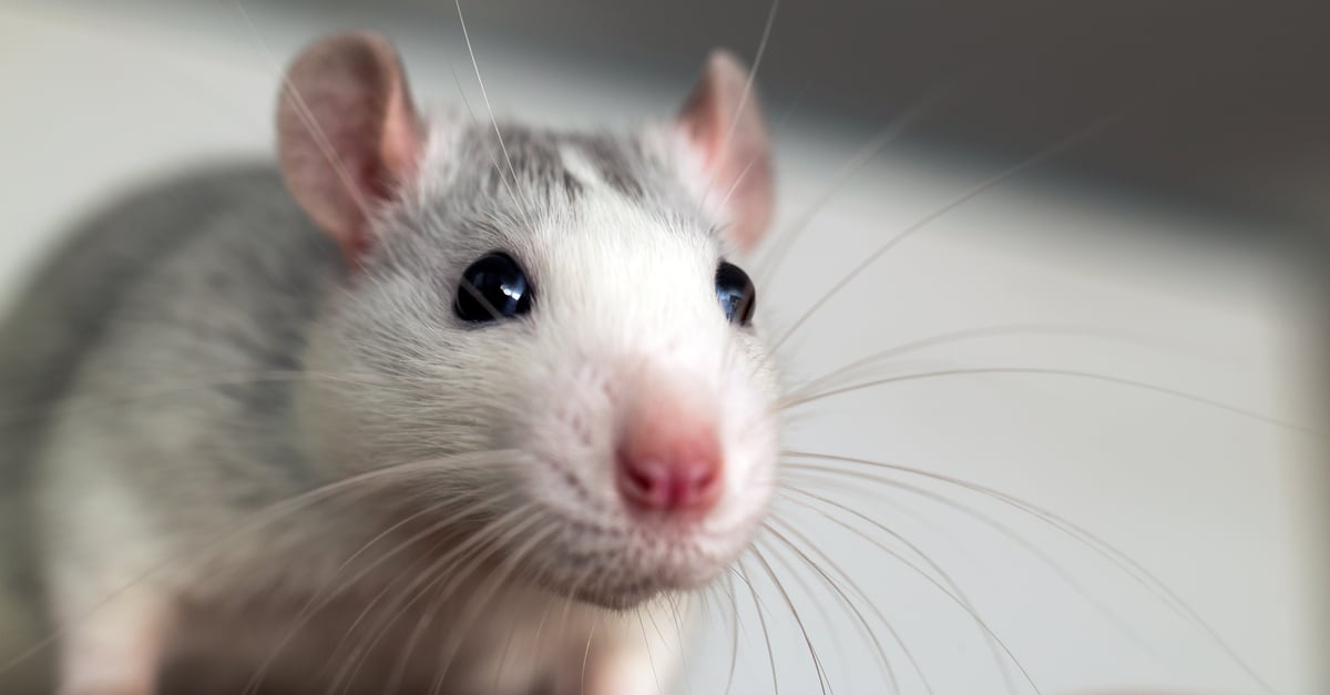 Cómo ahuyentar a los ratones de forma natural: 10 maneras seguras de mantener tu hogar libre de plagas
