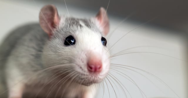 Cómo ahuyentar a los ratones de forma natural: 10 maneras seguras de mantener tu hogar libre de plagas