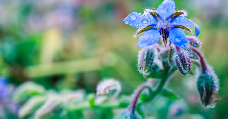 Flores comestibles: Planta un jardín gourmet featured image