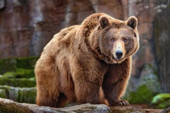 Oso escapa en el aeropuerto de Dubái