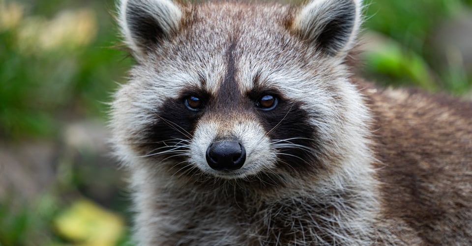 Cuál es tu animal espiritual… (¿y qué significa eso?)