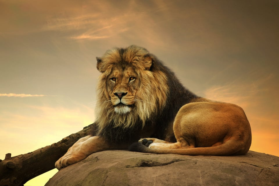 Leo sign personality