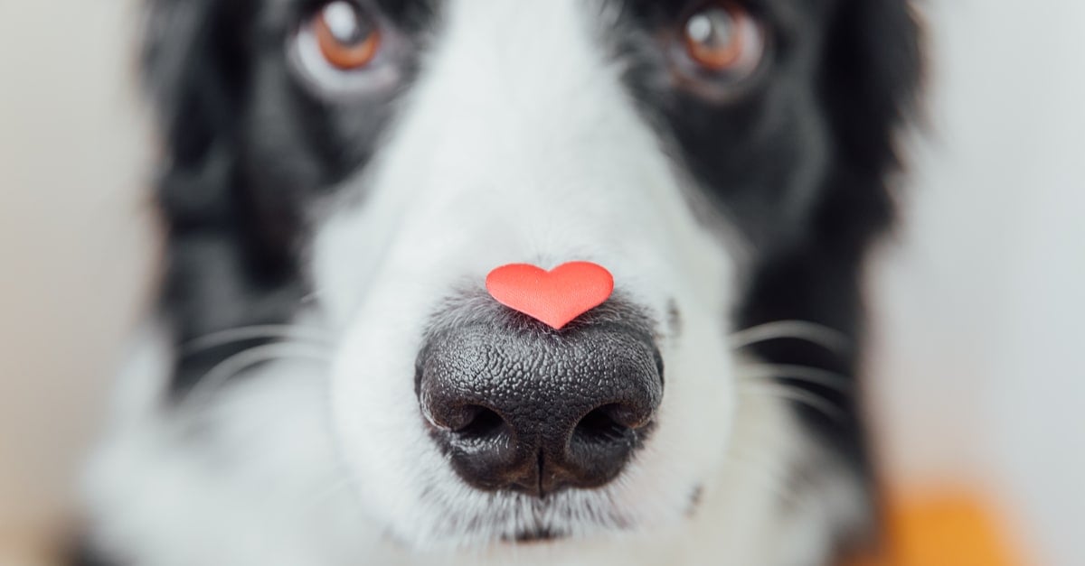 Celebrities and their dogs: 12 celebs who love their rescue pups
