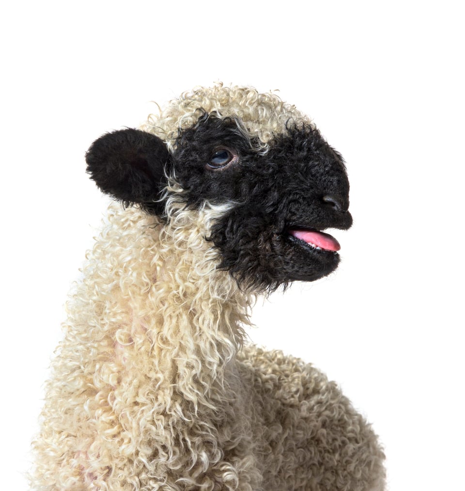 sheep sheep