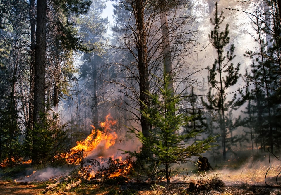 Alerta por incendio forestal en Louisiana