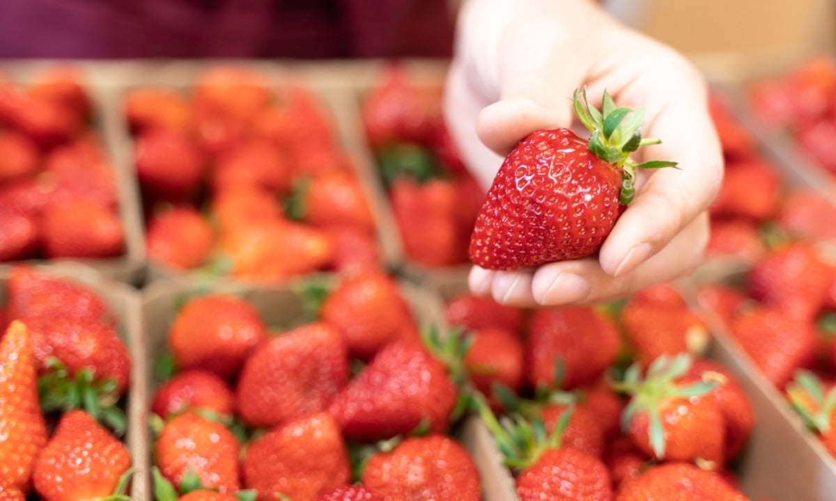 FDA advierte sobre fresas vendidas en EEUU vinculadas a brote de hepatitis A