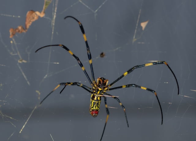 Confirmed: Giant Joro spiders will invade the East Coast
