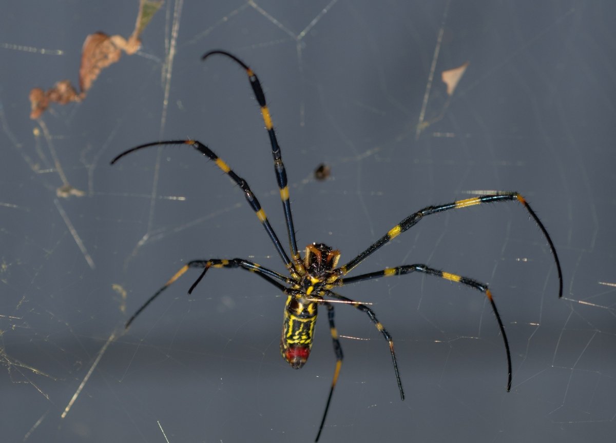 Invasión araña Joro