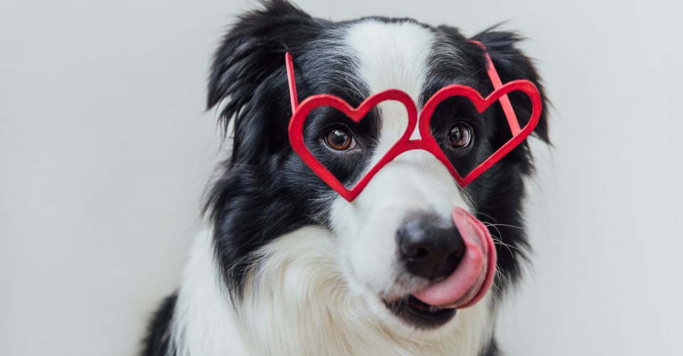 ¿Cuáles son las mejores razas de perros? 5 que debes conocer featured image