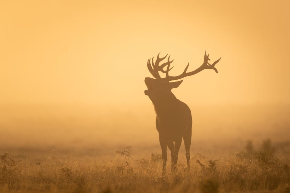 silhouette, deer, stag, antlers, animal
