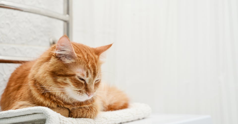 Cómo eliminar el pelo de mascota de la ropa: 9 tips que salvarán a tu lavadora